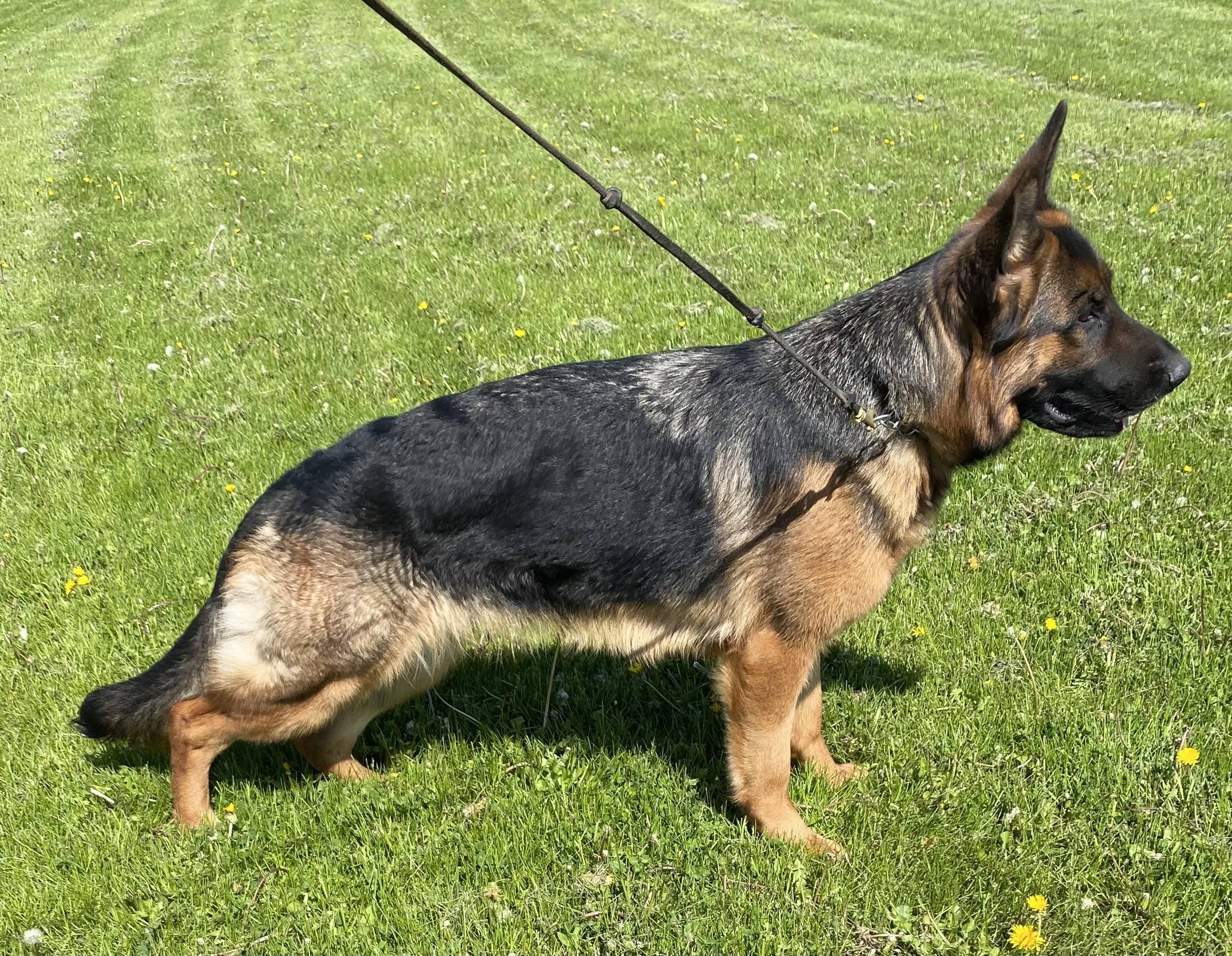 Quinoa Dei Precision