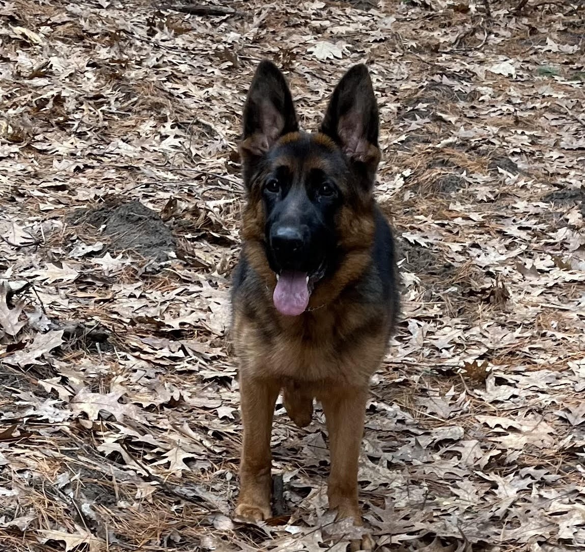German Shepherd puppy from Quinoa Dei Precision x V7 BSZS 2019, VA4 ITA V(BSZS) Falco von Farhantal litter - photo 2