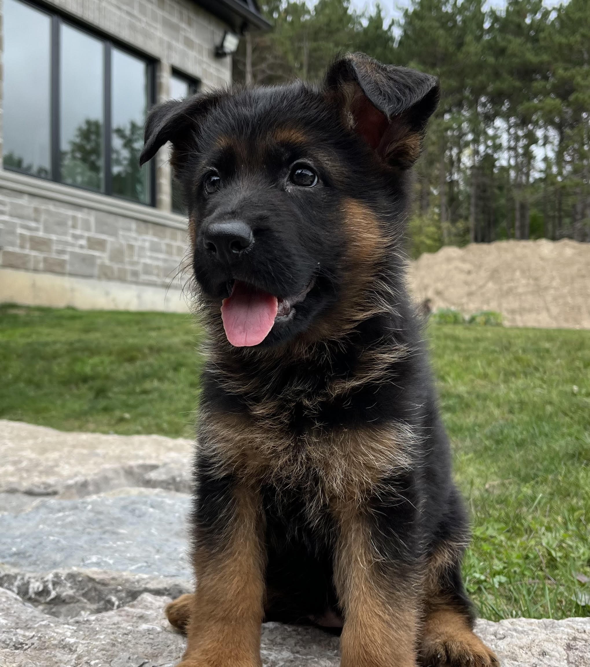 German Shepherd puppy from Quinoa Dei Precision x V7 BSZS 2019, VA4 ITA V(BSZS) Falco von Farhantal litter - photo 5