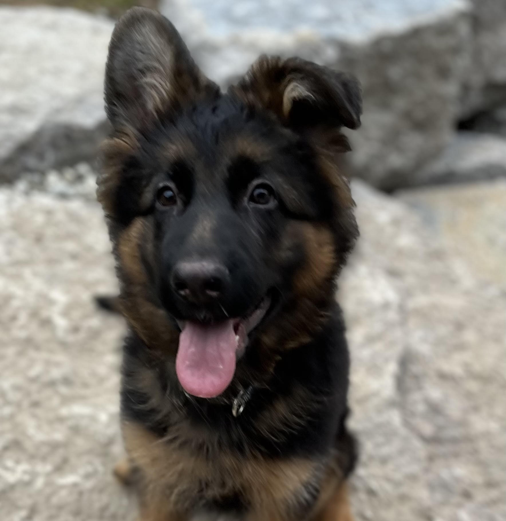 German Shepherd puppy from Quinoa Dei Precision x V7 BSZS 2019, VA4 ITA V(BSZS) Falco von Farhantal litter - photo 6