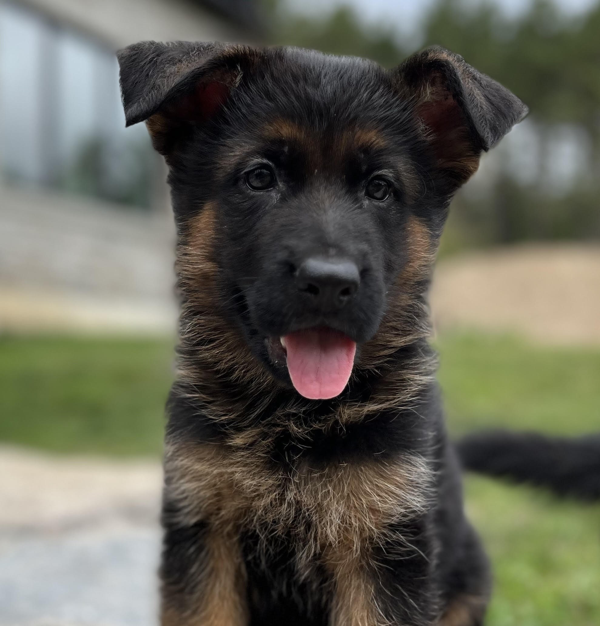 German Shepherd puppy from Quinoa Dei Precision x V7 BSZS 2019, VA4 ITA V(BSZS) Falco von Farhantal litter - photo 7