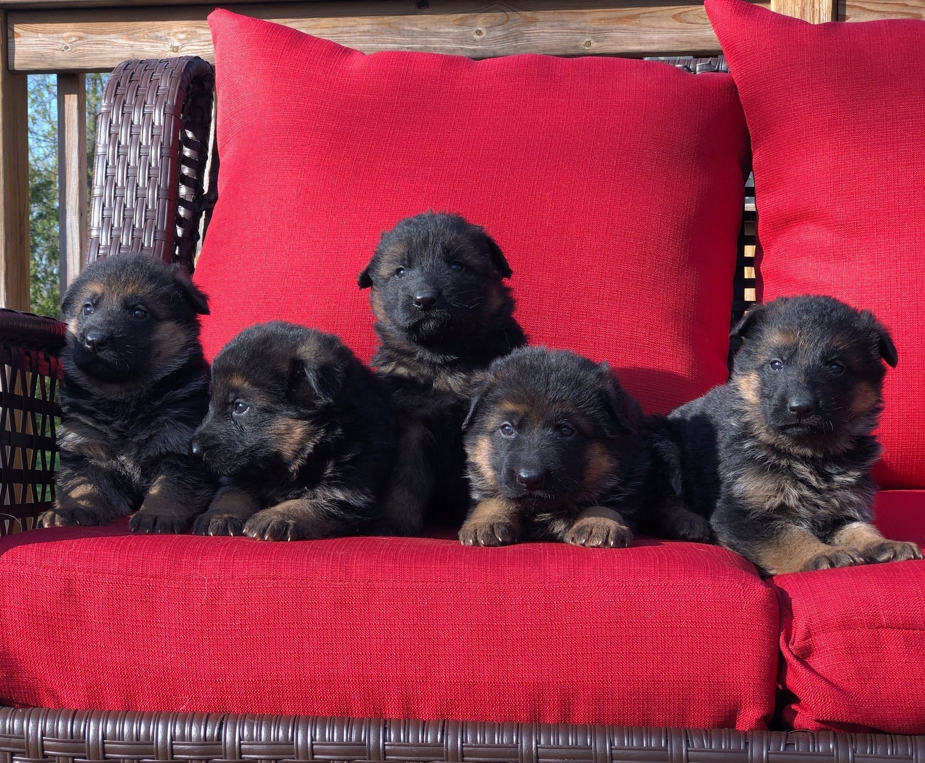 German Shepherd puppy from VA2 Ivey Dei Precision IGP 2 x Voodoo Vom Frankengold IGP 3 litter - photo 1