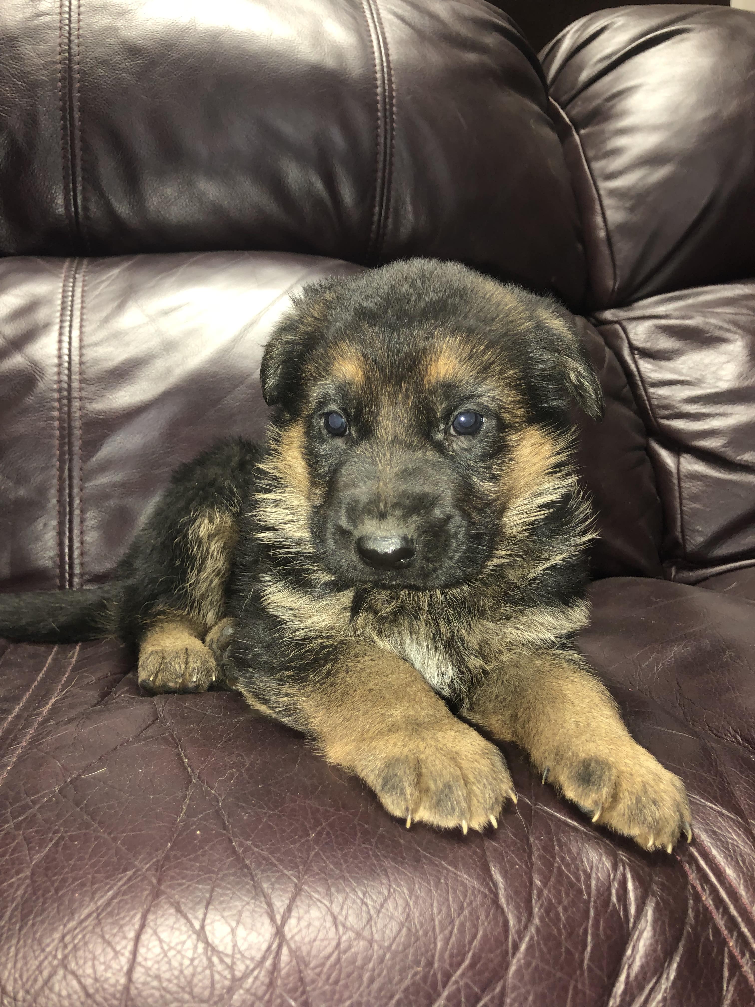 German Shepherd puppy from VA2 Ivey Dei Precision IGP 2 x Voodoo Vom Frankengold IGP 3 litter - photo 3