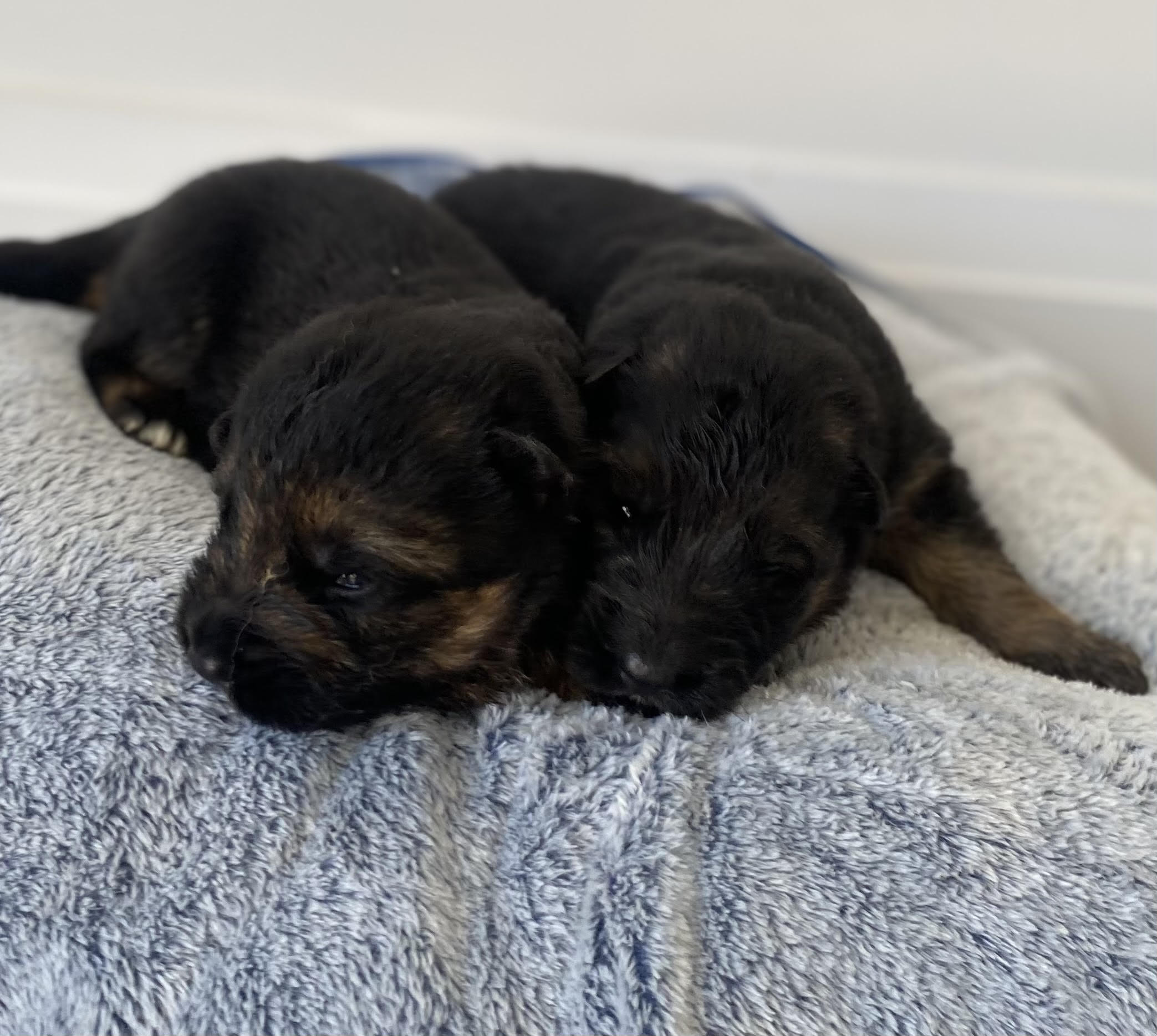 German Shepherd puppy from Quinoa Dei Precision x V7 BSZS 2019, VA4 ITA V(BSZS) Falco von Farhantal litter - photo 1