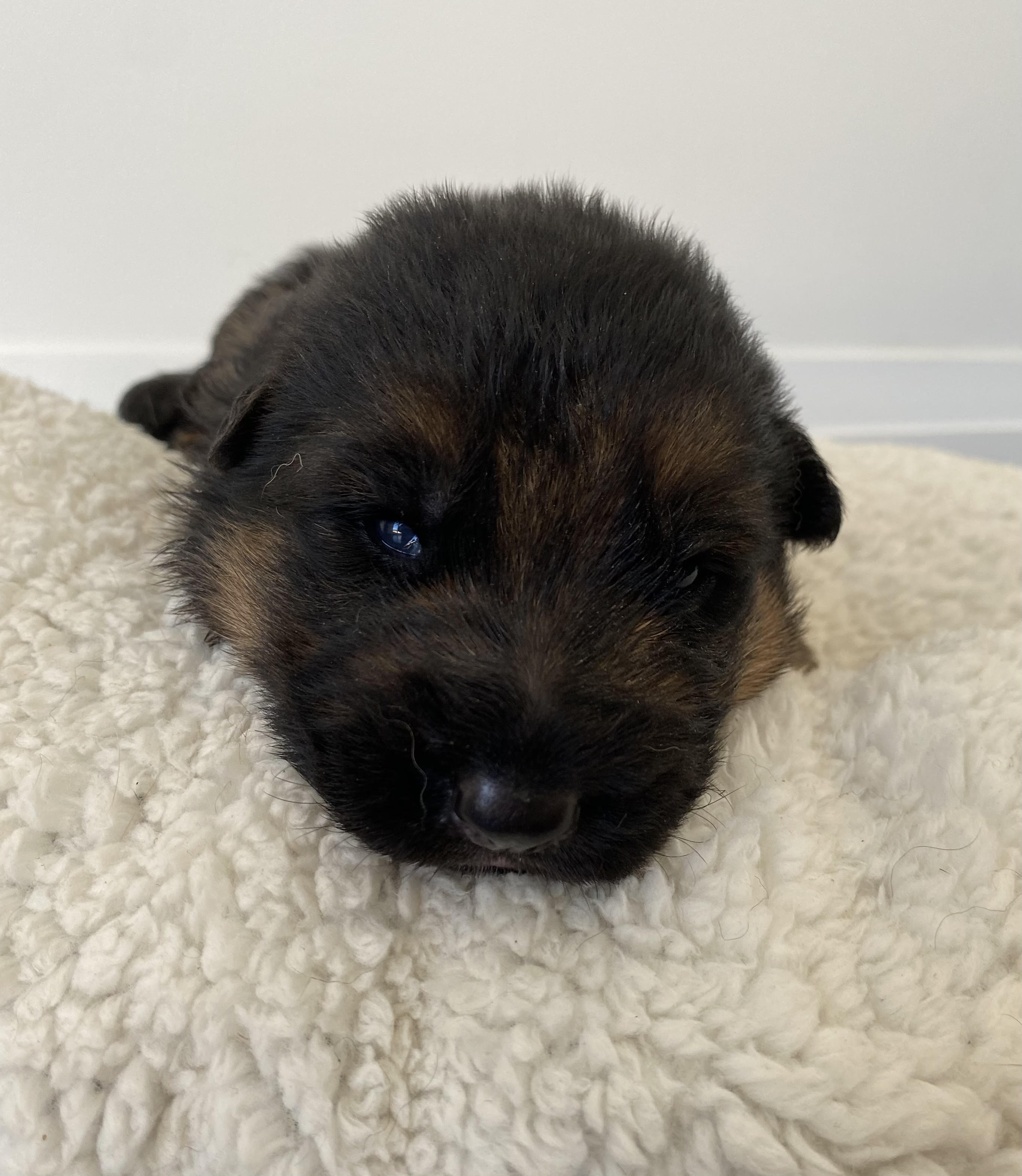 German Shepherd puppy from Quinoa Dei Precision x V7 BSZS 2019, VA4 ITA V(BSZS) Falco von Farhantal litter - photo 4