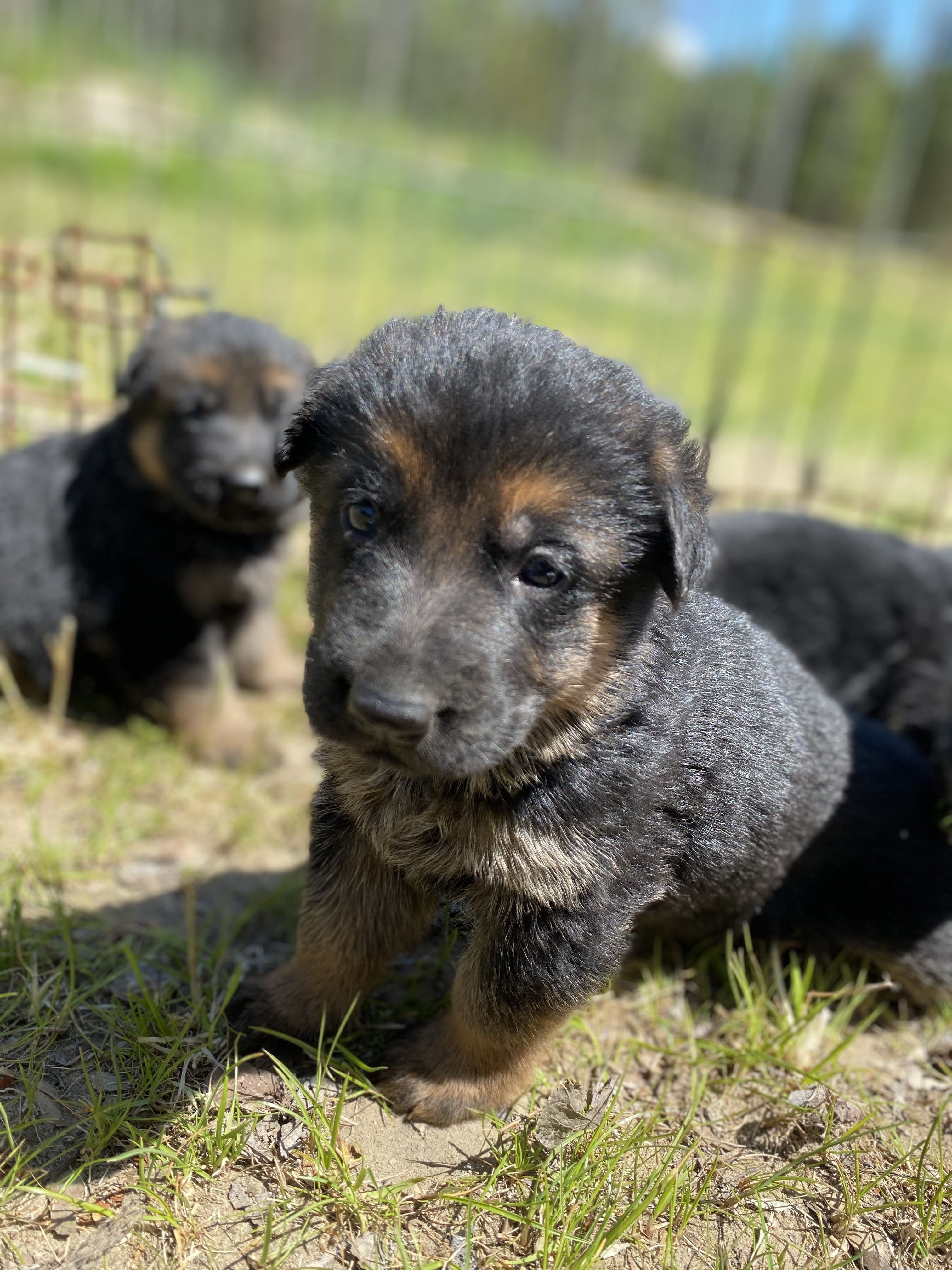 German Shepherd puppy from BH Clarot's Chloe x Voodoo vom Frankengold IGP3 litter - photo 1