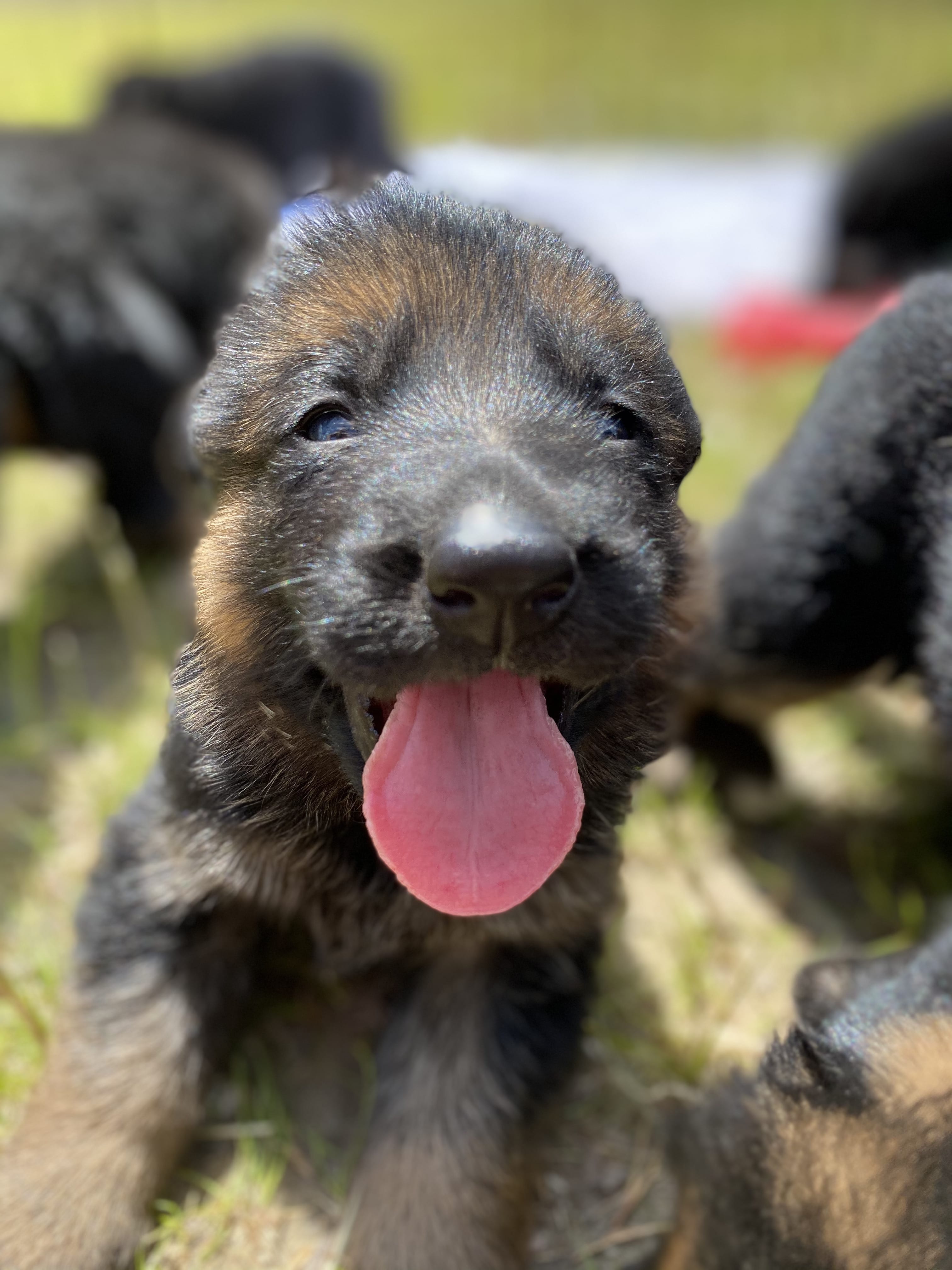 German Shepherd puppy from BH Clarot's Chloe x Voodoo vom Frankengold IGP3 litter - photo 2