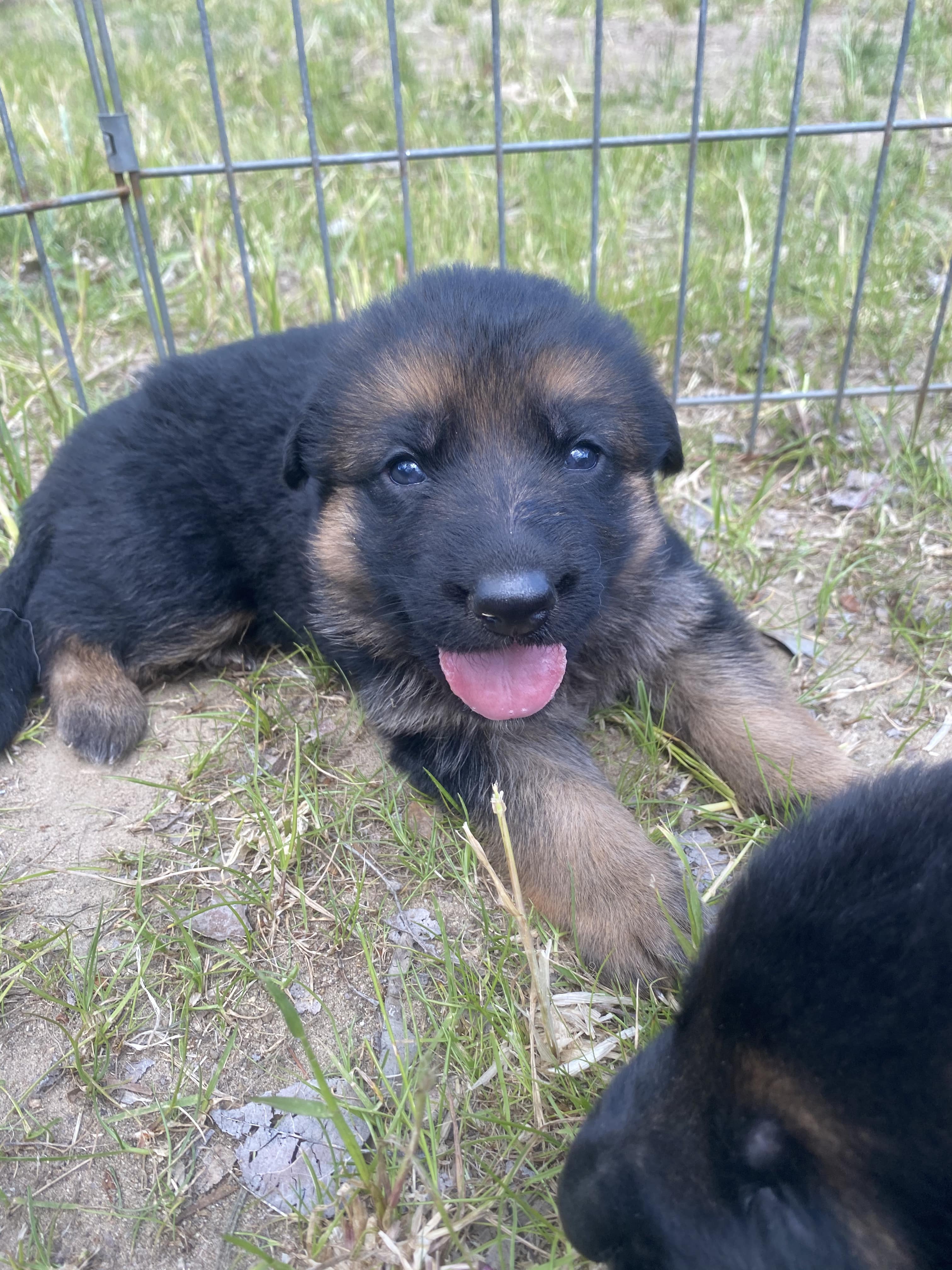German Shepherd puppy from BH Clarot's Chloe x Voodoo vom Frankengold IGP3 litter - photo 3