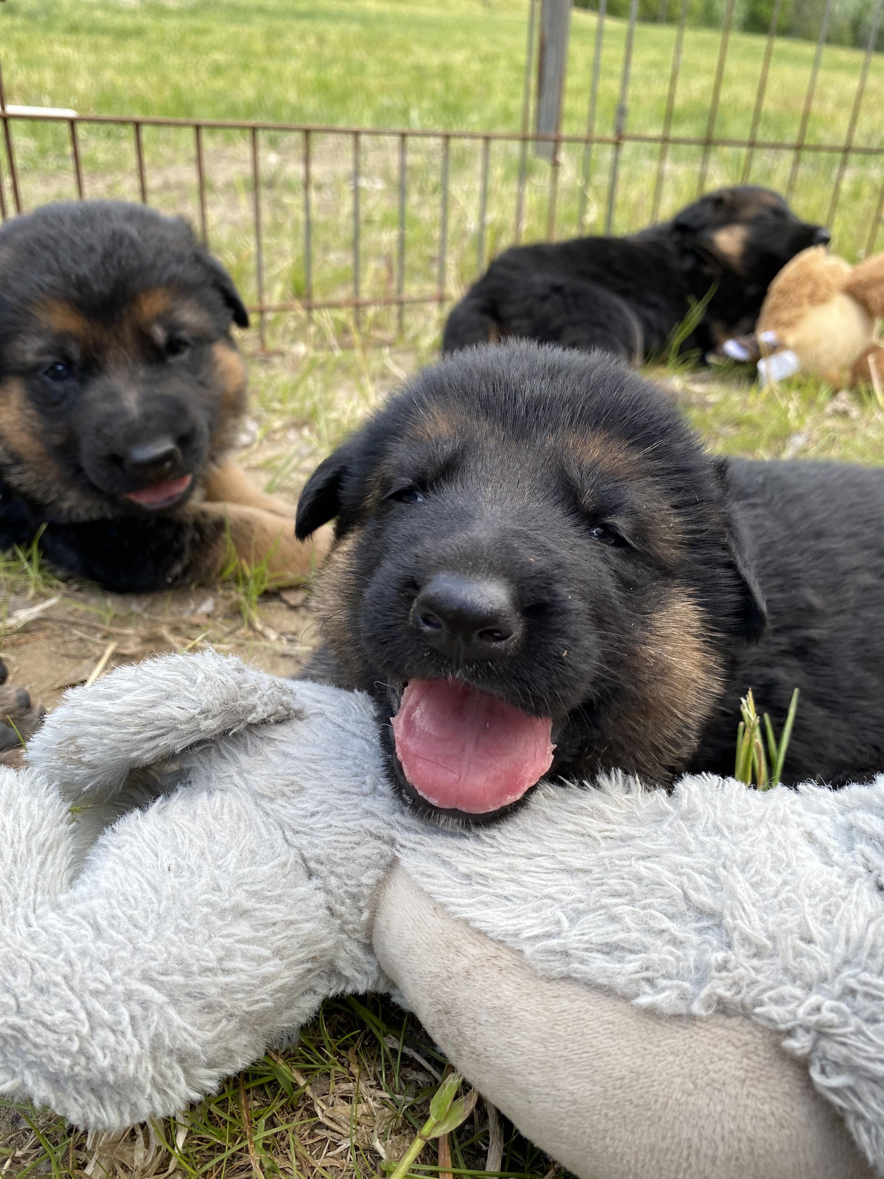German Shepherd puppy from BH Clarot's Chloe x Voodoo vom Frankengold IGP3 litter - photo 5