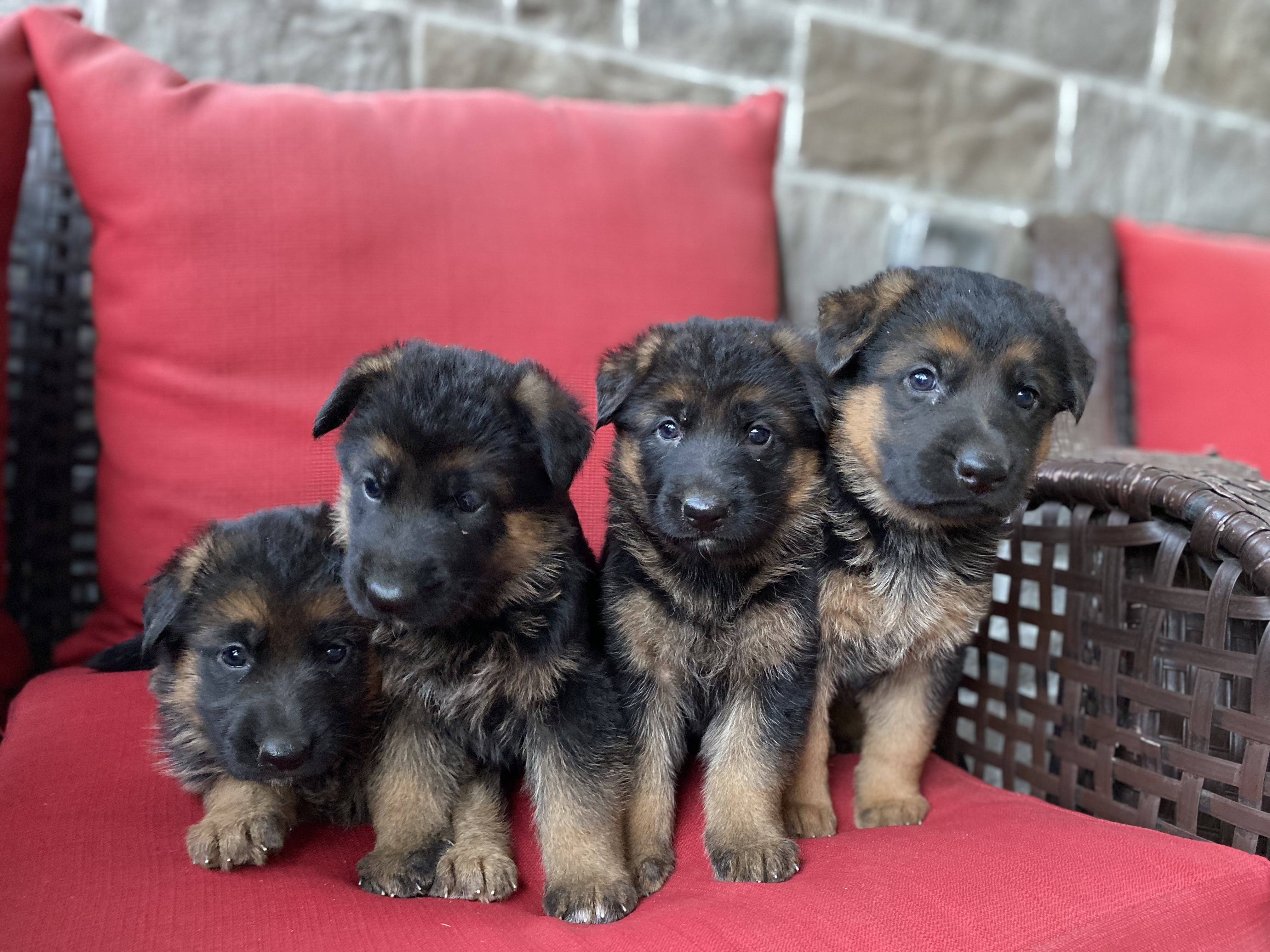 German Shepherd puppy from BH Clarot's Chloe x Voodoo vom Frankengold IGP3 litter - photo 6