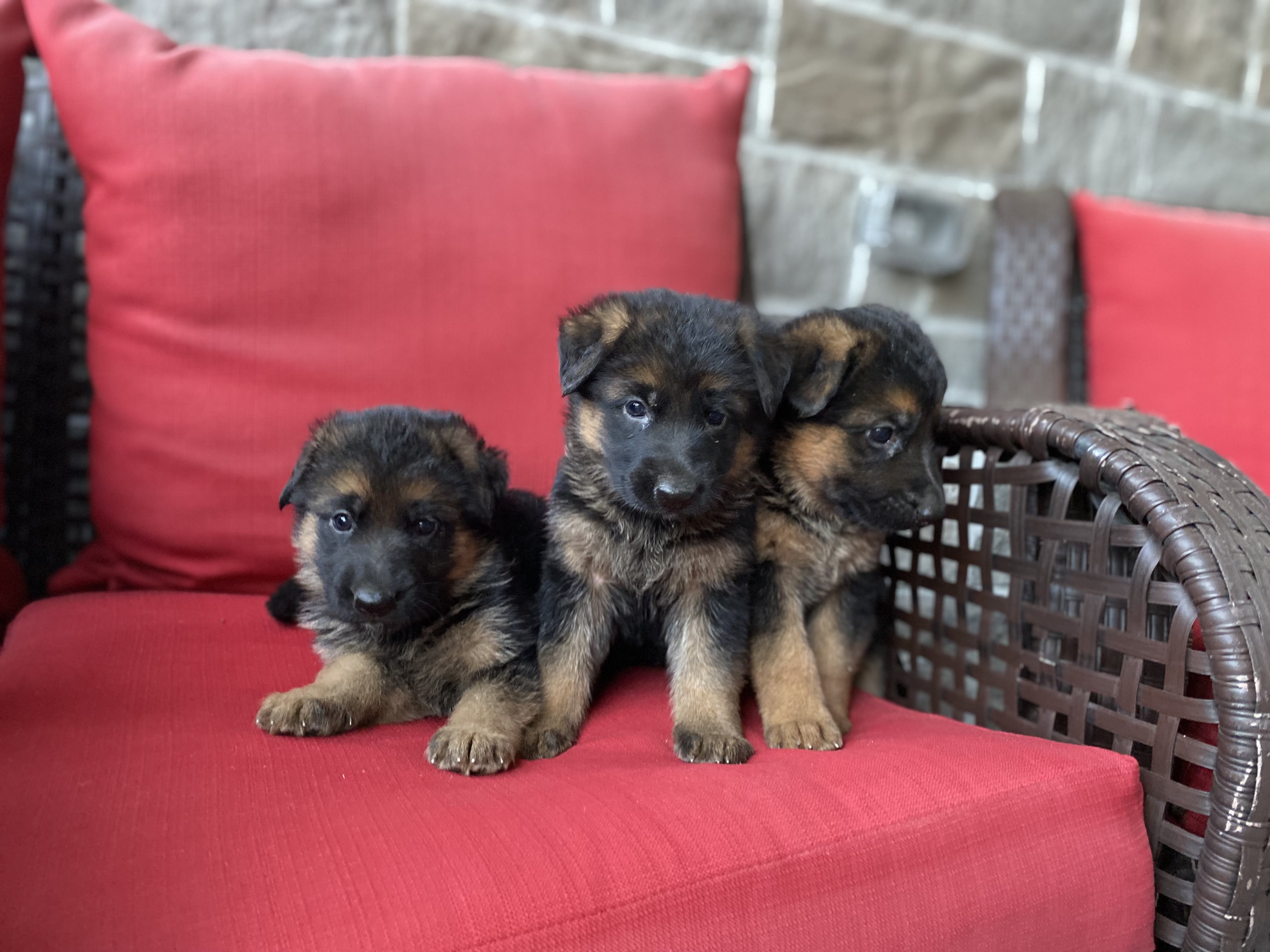 German Shepherd puppy from BH Clarot's Chloe x Voodoo vom Frankengold IGP3 litter - photo 7
