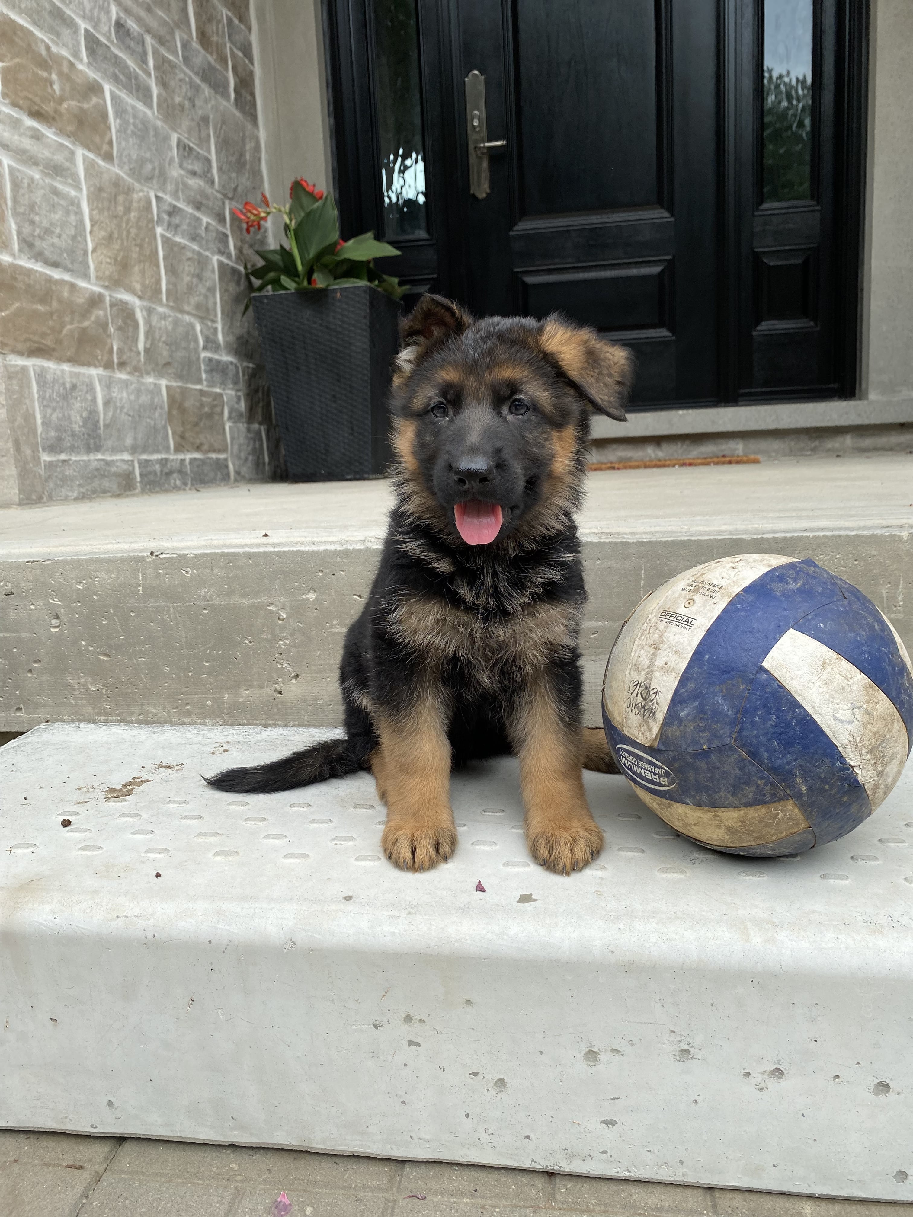 German Shepherd puppy from BH Clarot's Chloe x Voodoo vom Frankengold IGP3 litter - photo 8