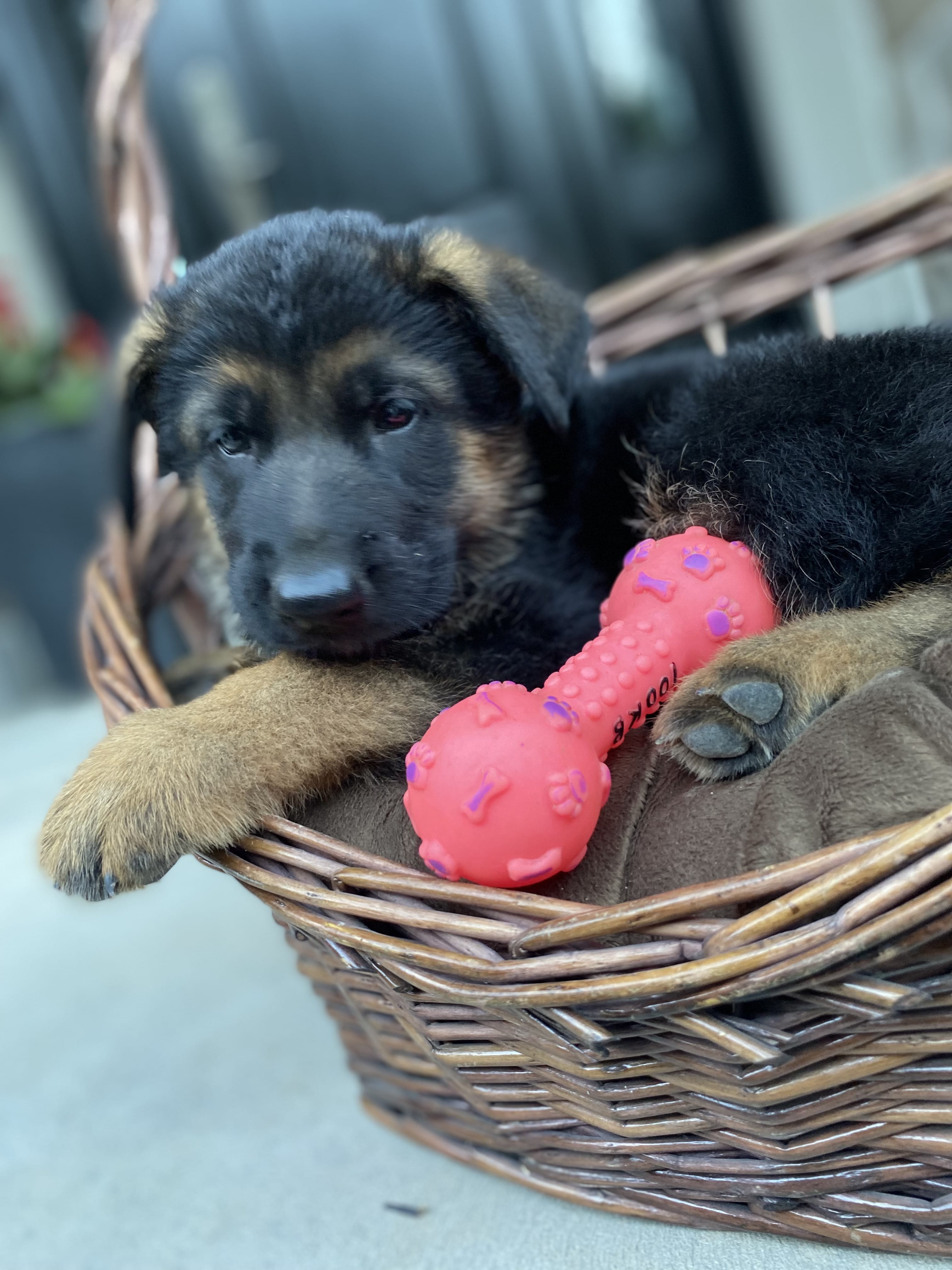 German Shepherd puppy from BH Clarot's Chloe x Voodoo vom Frankengold IGP3 litter - photo 9