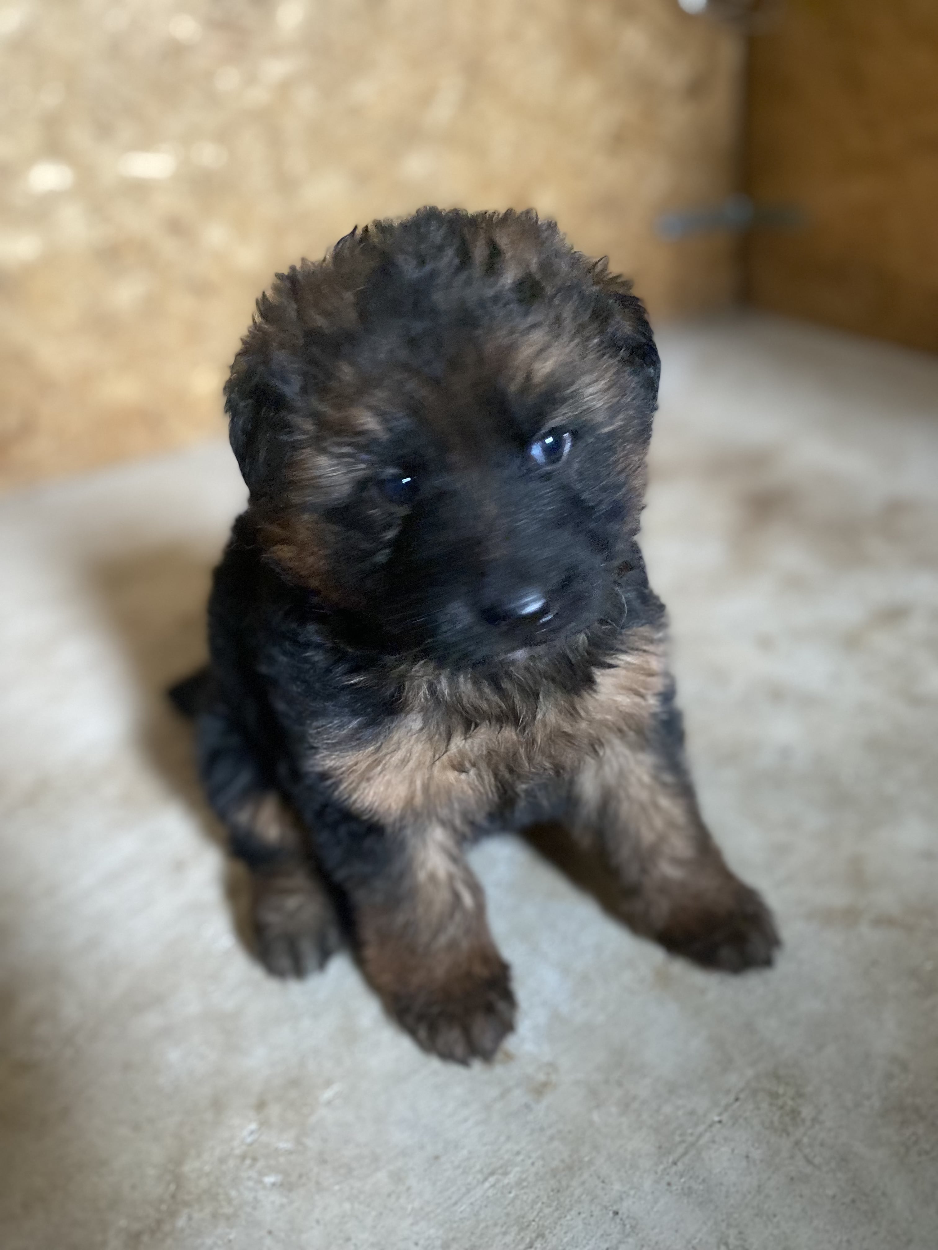 German Shepherd puppy from V 24 (BSZS) IGP2 Gemma Vom Frankengold x VA1 Oargos Dei Precision IGP 3 KKL litter - photo 1