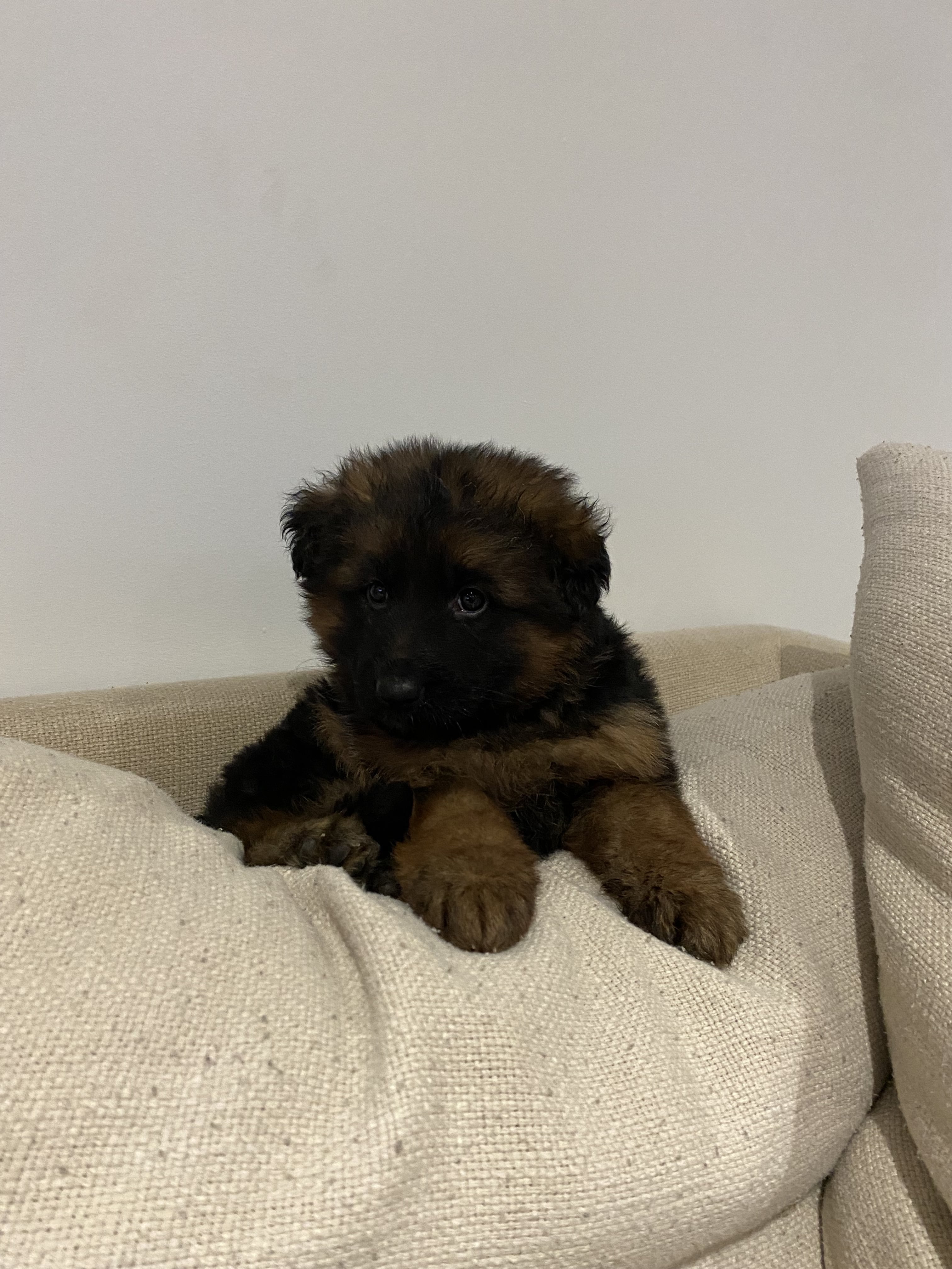 German Shepherd puppy from V 24 (BSZS) IGP2 Gemma Vom Frankengold x VA1 Oargos Dei Precision IGP 3 KKL litter - photo 2