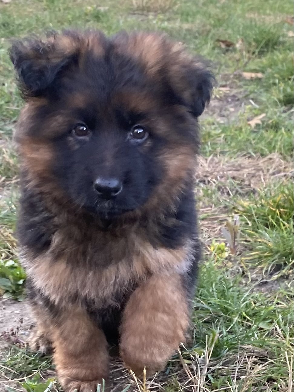 German Shepherd puppy from V 24 (BSZS) IGP2 Gemma Vom Frankengold x VA1 Oargos Dei Precision IGP 3 KKL litter - photo 4